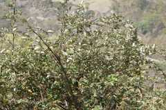 Rubus biflorus